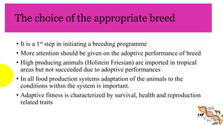 The choice of the appropriate breed
• It is a 1st step in initiating a breeding programme
• More attention should be given on the adoptive performance of breed
• High producing animals (Holstein Friesian) are imported in tropical
areas but not succeeded due to adoptive performances
• In all food production systems adaptation of the animals to the
conditions within the system is important.
• Adaptive fitness is characterized by survival, health and reproduction
related traits
 