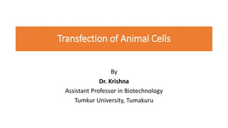 Transfection of Animal Cells
By
Dr. Krishna
Assistant Professor in Biotechnology
Tumkur University, Tumakuru
 