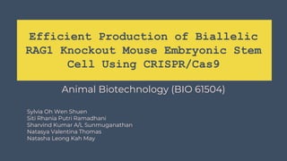 Efficient Production of Biallelic
RAG1 Knockout Mouse Embryonic Stem
Cell Using CRISPR/Cas9
Animal Biotechnology (BIO 61504)
Sylvia Oh Wen Shuen
Siti Rhania Putri Ramadhani
Sharvind Kumar A/L Sunmuganathan
Natasya Valentina Thomas
Natasha Leong Kah May
 