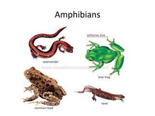 Amphibians
