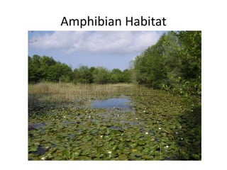 Amphibian Habitat