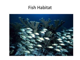 Fish Habitat