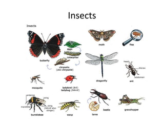 Insects