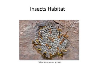 Insects Habitat