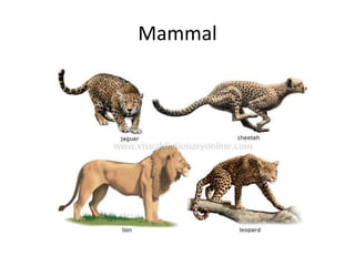 Mammal
