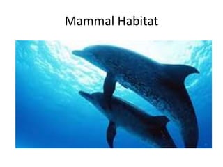 Mammal Habitat