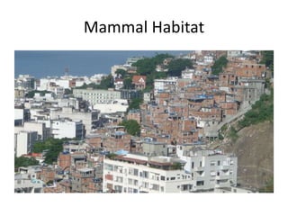 Mammal Habitat