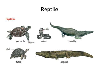 Reptile