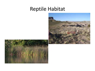 Reptile Habitat