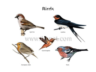 Birds