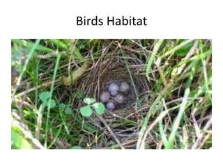 Birds Habitat