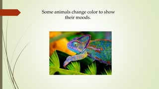 Some animals change color to show
their moods.
 