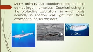 Many animals use countershading to help
camouflage themselves. Countershading is
the protective coloration in which parts
normally in shadow are light and those
exposed to the sky are dark.
 