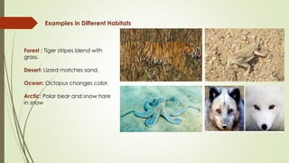 Examples in Different Habitats
Forest : Tiger stripes blend with
grass.
Desert: Lizard matches sand.
Ocean: Octopus changes color.
Arctic: Polar bear and snow hare
in snow
 