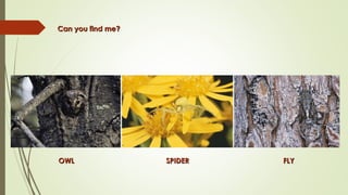 Can you find me?
Can you find me?
OWL
OWL SPIDER
SPIDER FLY
FLY
 