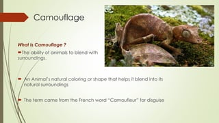 Camouflage
 An Animal’s natural coloring or shape that helps it blend into its
natural surroundings
 The term came from the French word “Camoufleur” for disguise
What is Camouflage ?
The ability of animals to blend with
surroundings.
 