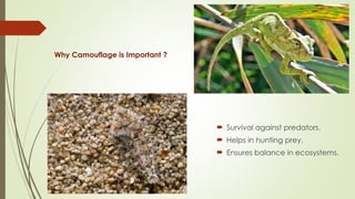 Why Camouflage is Important ?
 Survival against predators.
 Helps in hunting prey.
 Ensures balance in ecosystems.
 