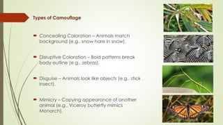Types of Camouflage
 Concealing Coloration – Animals match
background (e.g., snow hare in snow).
 Disruptive Coloration – Bold patterns break
body outline (e.g., zebras).
 Disguise – Animals look like objects (e.g., stick
insect).
 Mimicry – Copying appearance of another
animal (e.g., Viceroy butterfly mimics
Monarch).
 