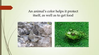 An animal’s color helps it protect
itself, as well as to get food
 