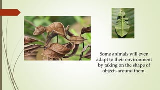 Some animals will even
adapt to their environment
by taking on the shape of
objects around them.
 