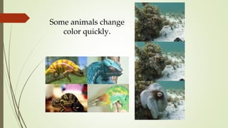 Some animals change
color quickly.
 