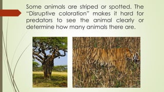 Some animals are striped or spotted. The
“Disruptive coloration” makes it hard for
predators to see the animal clearly or
determine how many animals there are.
 