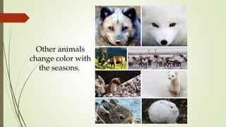 Other animals
change color with
the seasons.
 