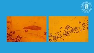 The changing face of canine pyoderma- new strategies for control | PPTX