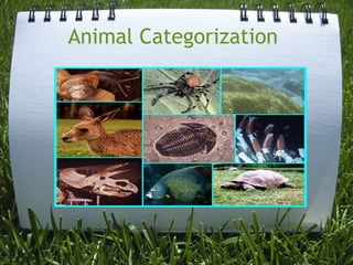  Animal Categorization
 