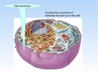 Animal cell | PPT
