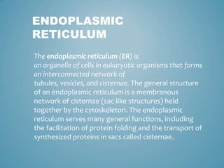 ENDOPLASMIC
RETICULUM
The endoplasmic reticulum (ER) is
an organelle of cells in eukaryotic organisms that forms
an interconnected network of
tubules, vesicles, and cisternae. The general structure
of an endoplasmic reticulum is a membranous
network of cisternae (sac-like structures) held
together by the cytoskeleton. The endoplasmic
reticulum serves many general functions, including
the facilitation of protein folding and the transport of
synthesized proteins in sacs called cisternae.
 