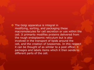  The Golgi apparatus is integral in
  modifying, sorting, and packaging these
  macromolecules for cell secretion or use within the
  cell. It primarily modifies proteins delivered from
  the rough endoplasmic reticulum but is also
  involved in the transport of lipids around the
  cell, and the creation of lysosomes. In this respect
  it can be thought of as similar to a post office; it
  packages and labels items which it then sends to
  different parts of the cell.
 