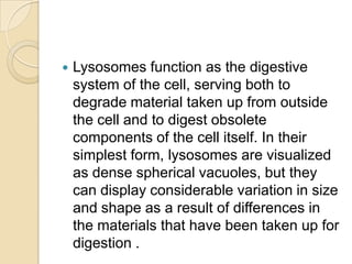    Lysosomes function as the digestive
    system of the cell, serving both to
    degrade material taken up from outside
    the cell and to digest obsolete
    components of the cell itself. In their
    simplest form, lysosomes are visualized
    as dense spherical vacuoles, but they
    can display considerable variation in size
    and shape as a result of differences in
    the materials that have been taken up for
    digestion .
 