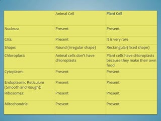 Animal Cell               Plant Cell


Nucleus:                Present                   Present

Cilia:                  Present                   It is very rare

Shape:                  Round (irregular shape)   Rectangular(fixed shape)

Chloroplast:            Animal cells don't have   Plant cells have chloroplasts
                        chloroplasts              because they make their own
                                                  food
Cytoplasm:              Present                   Present

Endoplasmic Reticulum   Present                   Present
(Smooth and Rough):
Ribosomes:              Present                   Present

Mitochondria:           Present                   Present
 