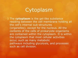 Cytoplasm
 The cytoplasm is the gel-like substance
  residing between the cell membrane holding all
  the cell's internal sub-structures
  (organelles), except for the nucleus. All the
  contents of the cells of prokaryote organisms
  are contained within the cytoplasm. It is within
  the cytoplasm that most cellular activities
  occur, such as many metabolic
  pathways including glycolysis, and processes
  such as cell division.
 