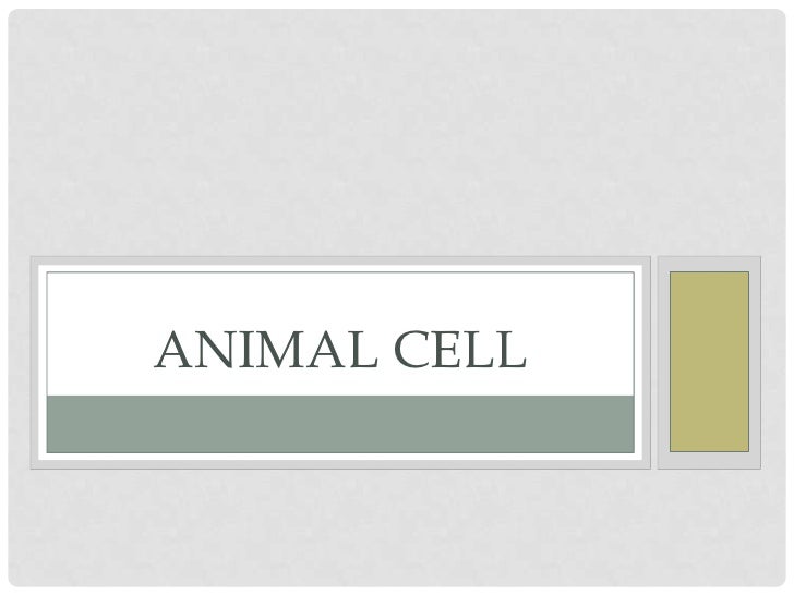Animal Cell