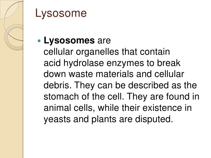 Animal cell