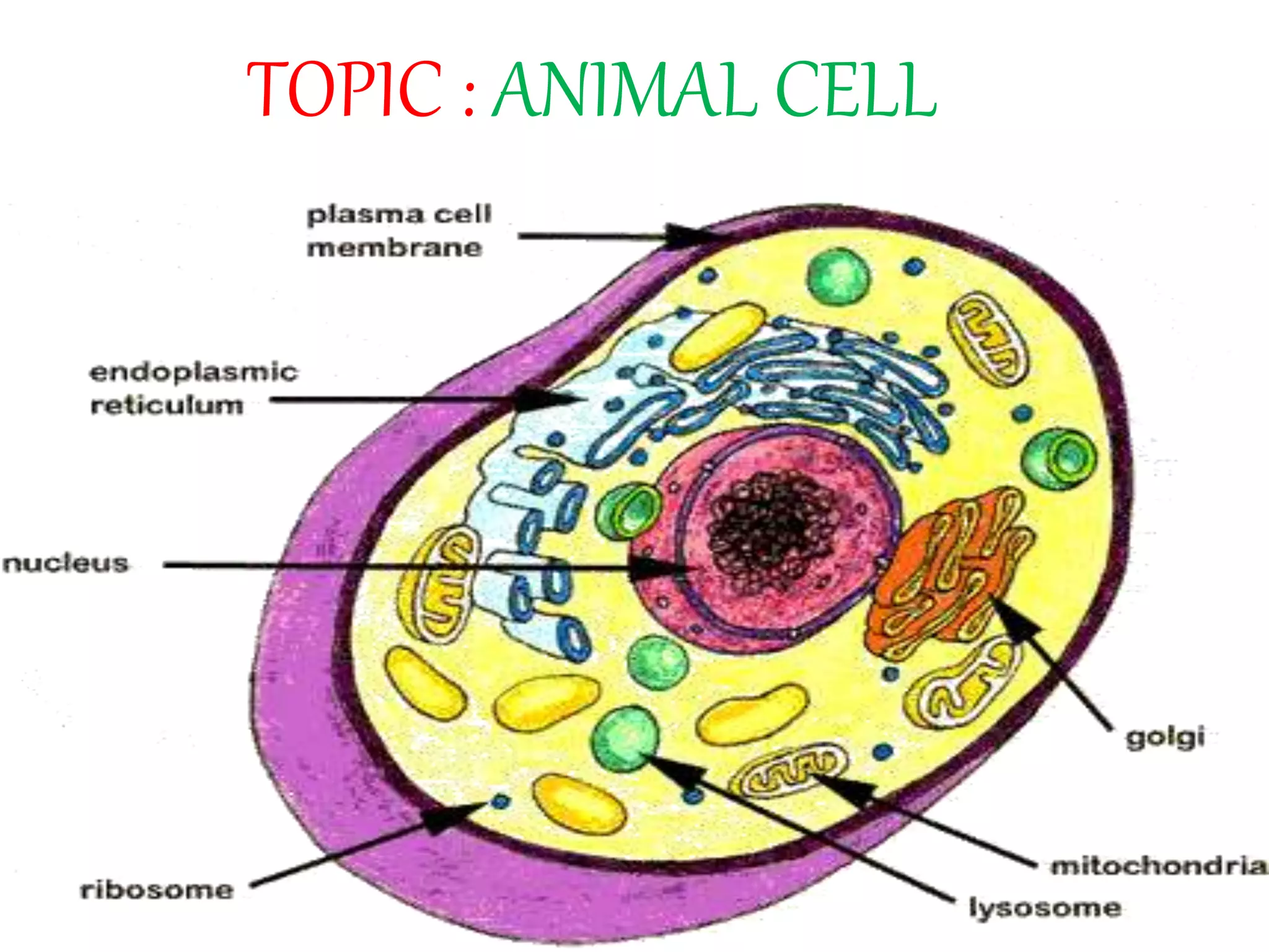 Animal Cell PPTX Animal cell pptx