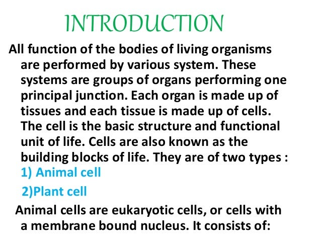 Animal cell