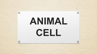 ANIMAL
CELL
 
