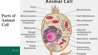 AnimalCell.pptx
