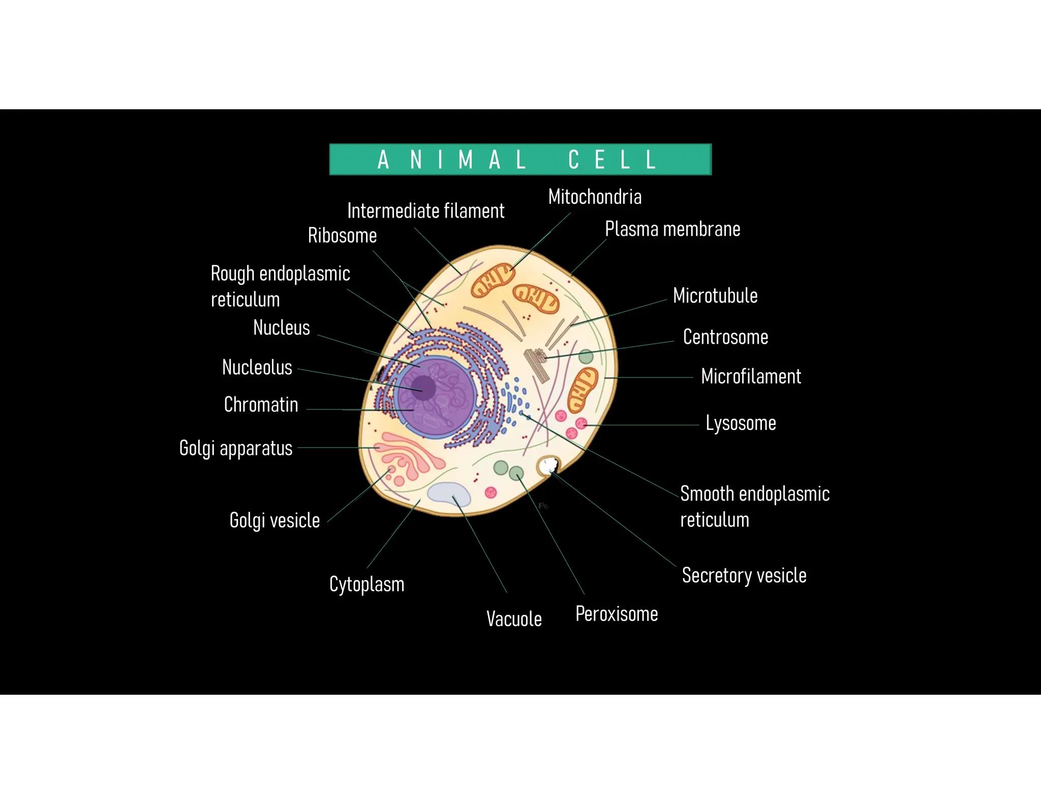 Animal Cell Descriptive details for students.pdf