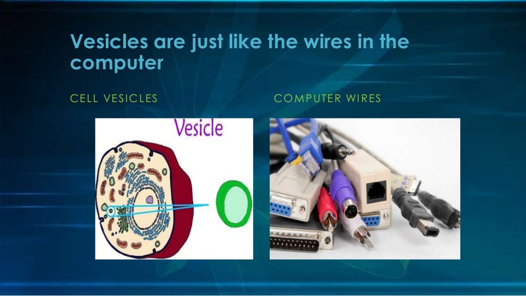 Animal Cell Analogy