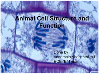 Animal Cell Structure and
Function
Done by
Vanamala Vaasanthika L
ECE “B” I year
 