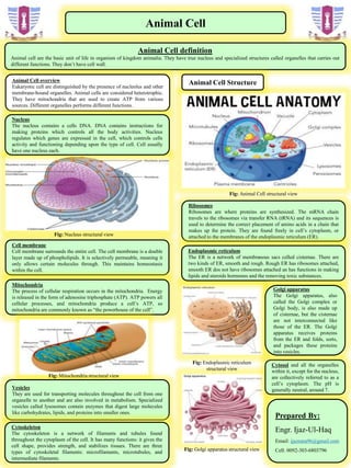 Fig: Golgi apparatus structural view
Animal Cell
Animal Cell definition
Animal cell are the basic unit of life in organism of kingdom animalia. They have true nucleus and specialized structures called organelles that carries out
different functions. They don’t have cell wall.
Animal Cell overview
Eukaryotic cell are distinguished by the presence of nucleolus and other
membrane-bound organelles. Animal cells are considered heterotrophic.
They have mitochondria that are used to create ATP from various
sources. Different organelles performs different functions.
Animal Cell Structure
Nucleus
The nucleus contains a cells DNA. DNA contains instructions for
making proteins which controls all the body activities. Nucleus
regulates which genes are expressed in the cell, which controls cells
activity and functioning depending upon the type of cell. Cell usually
have one nucleus each.
Cell membrane
Cell membrane surrounds the entire cell. The cell membrane is a double
layer made up of phospholipids. It is selectively permeable, meaning it
only allows certain molecules through. This maintains homeostasis
within the cell.
Ribosomes
Ribosomes are where proteins are synthesized. The mRNA chain
travels to the ribosomes via transfer RNA (tRNA) and its sequences is
used to determine the correct placement of amino acids in a chain that
makes up the protein. They are found freely in cell’s cytoplasm, or
attached to the membranes of the endoplasmic reticulum (ER).
Mitochondria
The process of cellular respiration occurs in the mitochondria. Energy
is released in the form of adenosine triphosphate (ATP). ATP powers all
cellular processes, and mitochondria produce a cell’s ATP, so
mitochondria are commonly known as “the powerhouse of the cell”.
Fig: Nucleus structural view
Cytosol and all the organelles
within it, except for the nucleus,
are collectively referred to as a
cell’s cytoplasm. The pH is
generally neutral, around 7.
Endoplasmic reticulum
The ER is a network of membranous sacs celled cisternae. There are
two kinds of ER, smooth and rough. Rough ER has ribosomes attached,
smooth ER dos not have ribosomes attached an has functions in making
lipids and steroids hormones and the removing toxic substances.
Golgi apparatus
The Golgi apparatus, also
called the Golgi complex or
Golgi body, is also made up
of cisternae, but the cisternae
are not interconnected like
those of the ER. The Golgi
apparatus receives proteins
from the ER and folds, sorts,
and packages these proteins
into vesicles.
Vesicles
They are used for transporting molecules throughout the cell from one
organelle to another and are also involved in metabolism. Specialized
vesicles called lysosomes contain enzymes that digest large molecules
like carbohydrates, lipids, and proteins into smaller ones.
Cytoskeleton
The cytoskeleton is a network of filaments and tubules found
throughout the cytoplasm of the cell. It has many functions: it gives the
cell shape, provides strength, and stabilizes tissues. There are three
types of cytoskeletal filaments: microfilaments, microtubules, and
intermediate filaments.
Fig: Animal Cell structural view
Fig: Mitochondria structural view
Fig: Endoplasmic reticulum
structural view
Prepared By:
Engr. Ijaz-Ul-Haq
Email: ijazrana96@gmail.com
Cell: 0092-303-6803796
 