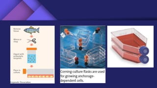 Animal cell culture (Basics) | PDF