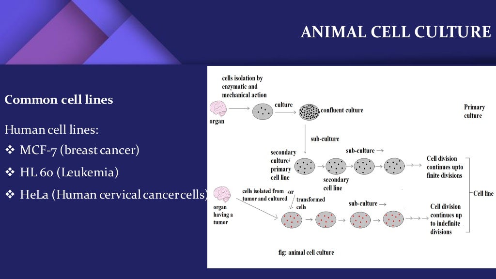 Animal cell culture (Basics)