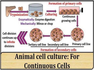 Animal cell
culture
 
