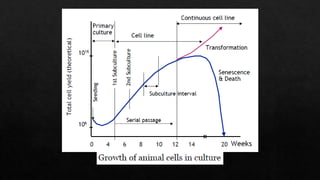 Animal cell culture | PDF