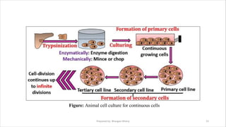 Animal Cell Culture.pdf